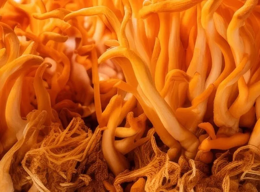 Cholibrium™ Cordyceps functional mushroom