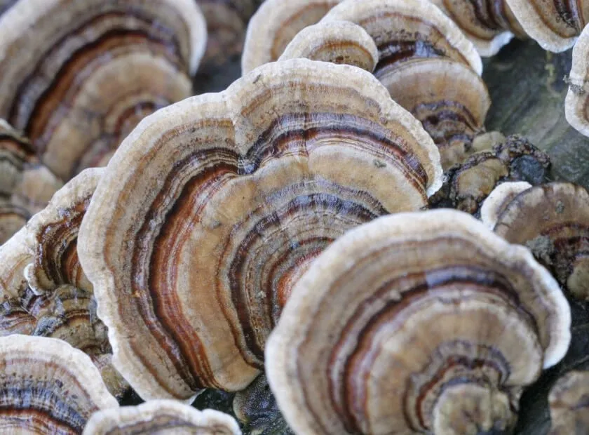 Cholibrium™ Turkey Tail functional mushroom